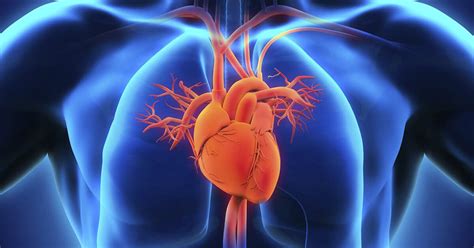 Spor ve Kardiyovasküler Hastalıklar: Düzenli Egzersizin Kalp ve Damar Sağlığı Üzerindeki Olumlu Etkileri