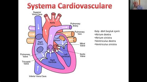 Spor ve Kardiyovasküler Sağlık: Egzersizin Kalp ve Dolaşım Sistemi Üzerindeki Etkileri